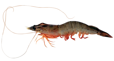 Banana shrimp fenneropenaeus merguien copy