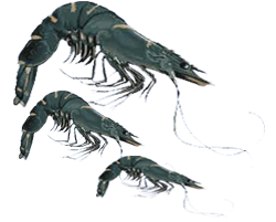 blockshrimp