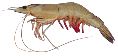 indian white shrimp fennero copy