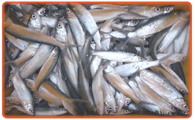 milkfish