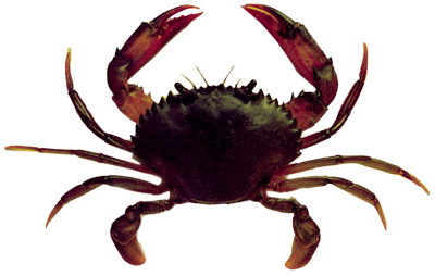 mud crab – smaller copy