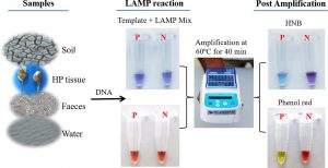 Closed-tube field-deployable loop-mediated isothermal amplification (LAMP) assay based on spore wall protein (SWP) for the visual detection of Enterocytozoon hepatopenaei (EHP)