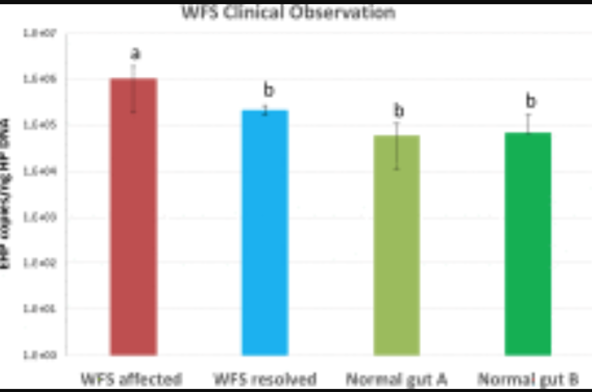 clinical-manifestations-of-white-feces-syndrome-wfs-and-its-association-with-enterocytozoon-hepatopenaei-in-penaeus-vannamei-grow-out-farms-a-pathobiological-investigation