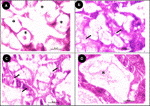 Effect of oxytetracycline on the biosafety, gut microbial diversity, immune gene expression and withdrawal period in Pacific whiteleg shrimp, Penaeus vannamei