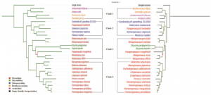 Restoration of old genus name Penaeus based on molecular phylogenetic affiliations using complete mitochondrial genome