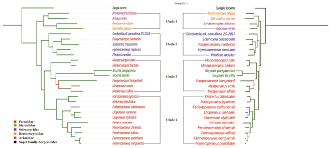 restoration-of-old-genus-name-penaeus-based-on-molecular-phylogenetic-affiliations-using-complete-mitochondrial-genome