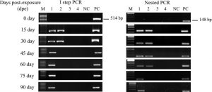 Polychaete worm - A passive carrier for Enterocytozoon hepatopenaei in shrimp