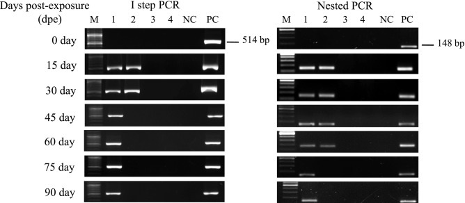 polychaete-worm-a-passive-carrier-for-enterocytozoon-hepatopenaei-in-shrimp