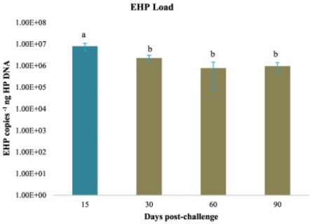 effect-of-enterocytozoon-hepatopenaei-ehp-infection-on-physiology-metabolism-immunity-and-growth-of-penaeus-vannamei