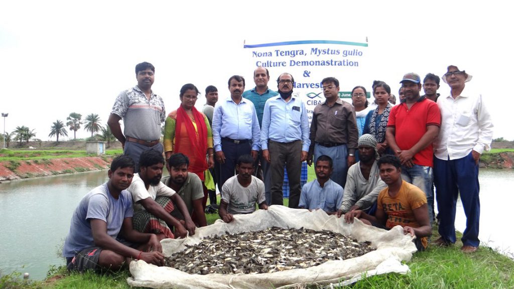 Kakdwip Research Centre of ICAR-CIBA demonstrated Farming of Bengal Catfish (Mystus gulio) with Hatchery Produced Seed for the FIRST TIME