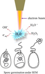 artificial-germination-of-enterocytozoon-hepatopenaei-ehp-spores-induced-by-ions-under-the-scanning-electron-microscope